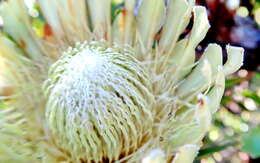 Plancia ëd Protea obtusifolia Buek ex Meissn.