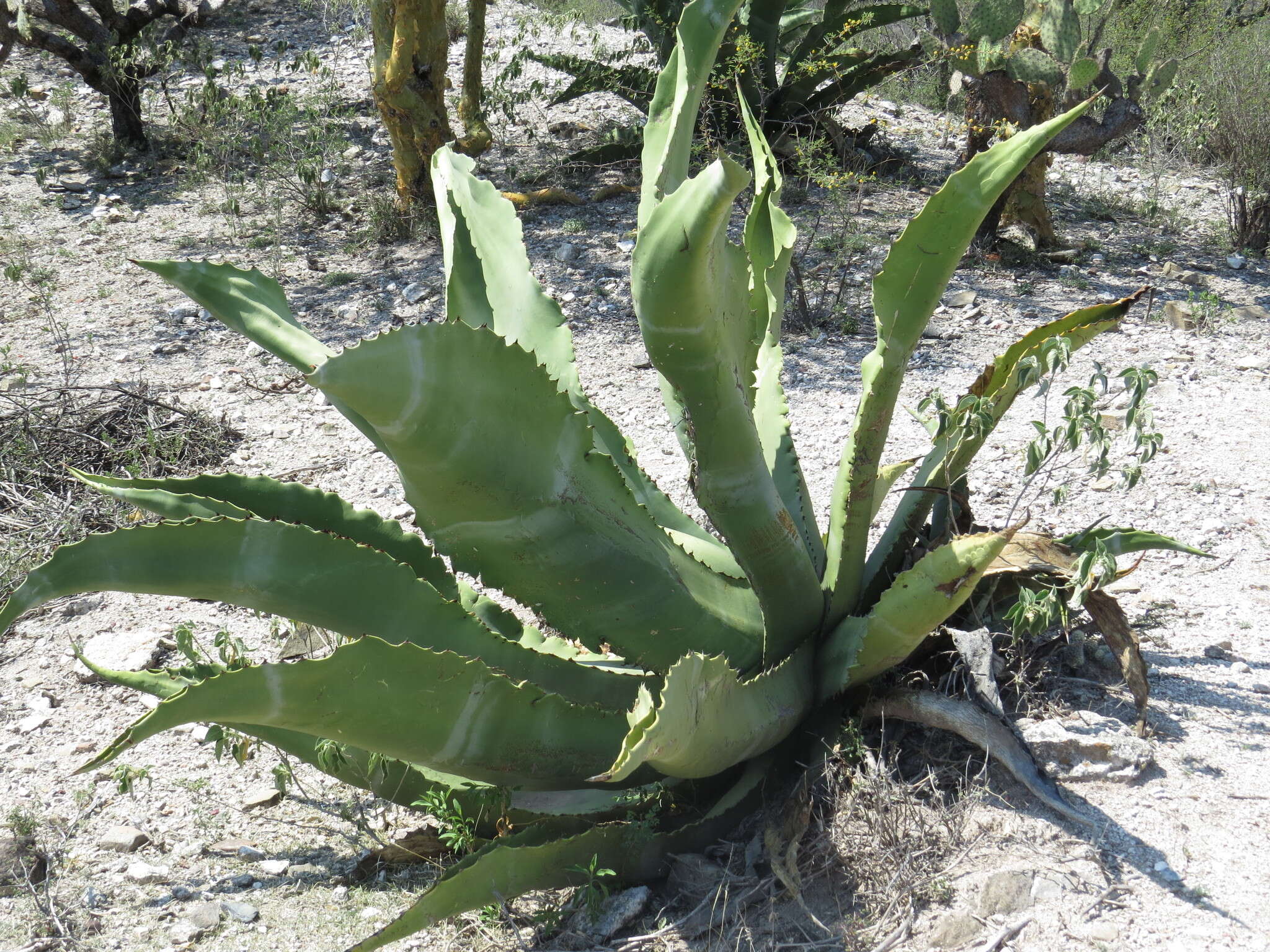 Image of Agave marmorata Roezl