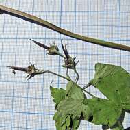 Image of Geranium wilfordii Maxim.