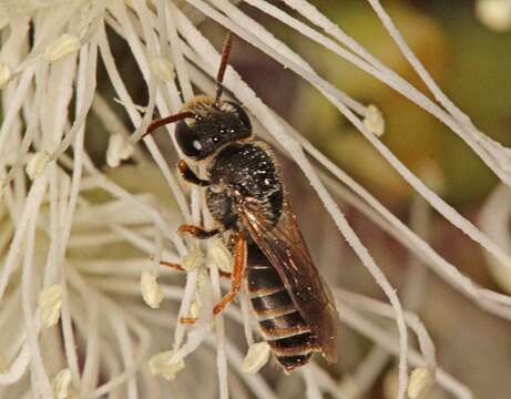 صورة Euryglossa adelaidae Cockerell 1905