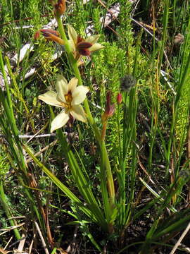 Image of Wachendorfia brachyandra W. F. Barker