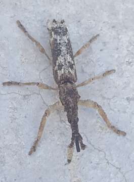 Image of Ulocerus