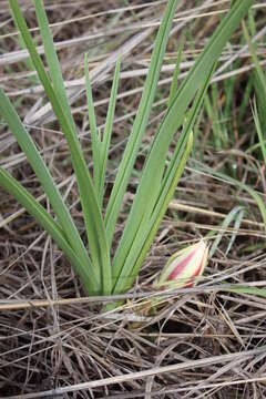 Crinum ornatum (Aiton) Herb. resmi