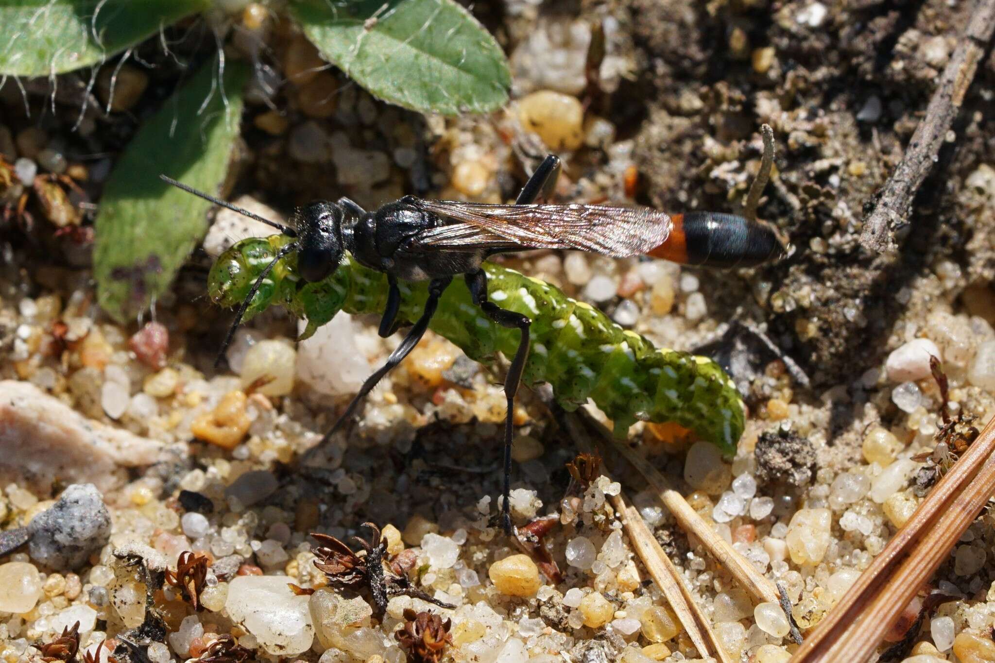 Image of Ammophila pubescens Curtis 1836