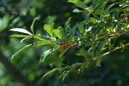 Image of Lindera erythrocarpa Makino