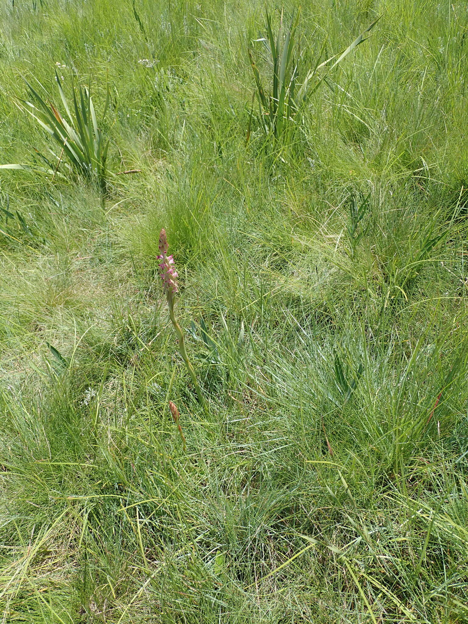 Image of Satyrium longicauda var. jacottetianum (Kraenzl.) A. V. Hall