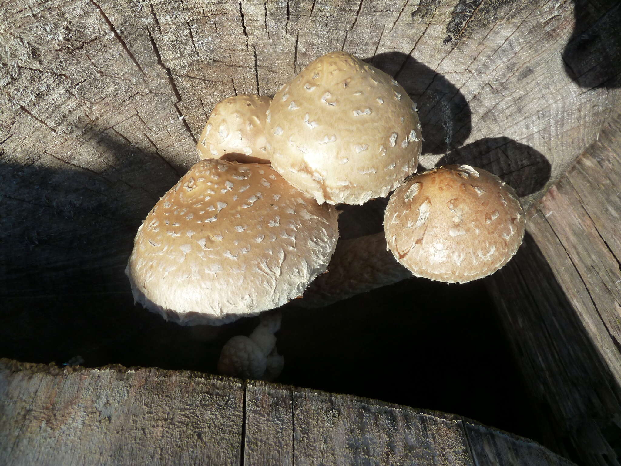 Plancia ëd Hemipholiota