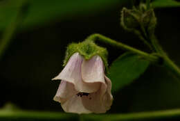 Image of Abutilon longicuspe Hochst. ex A. Rich.