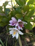 Freesia leichtlinii subsp. alba (G. L. Mey.) J. C. Manning & Goldblatt resmi