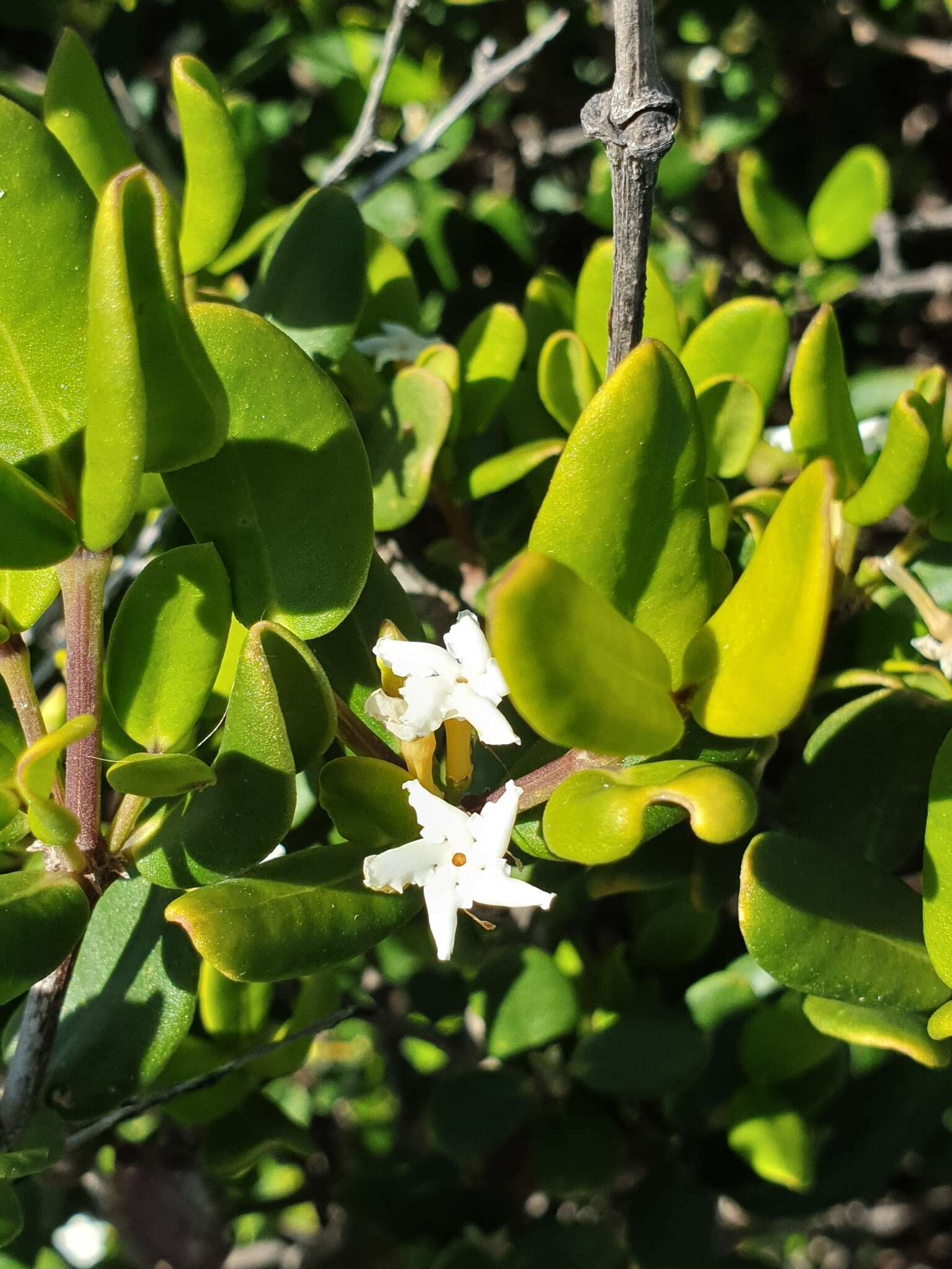 Alyxia buxifolia R. Br. resmi