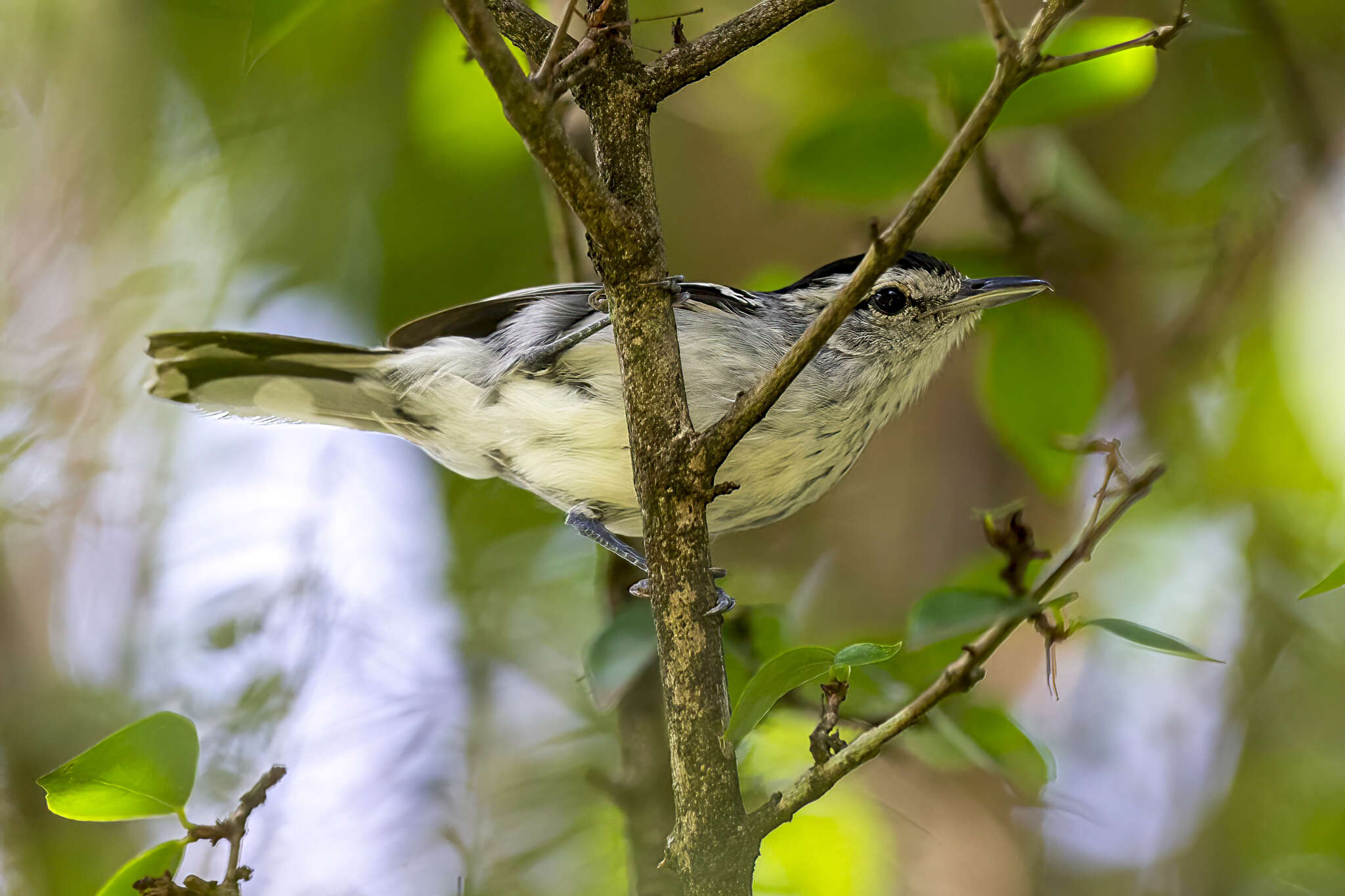 Слика од Herpsilochmus longirostris Pelzeln 1868