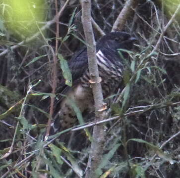 Image of Red-chested Cuckoo