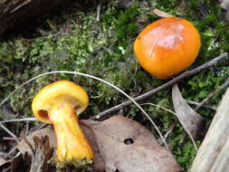 Image of Cortinarius sinapicolor Cleland 1933