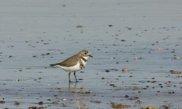 Image of Two-banded Plover