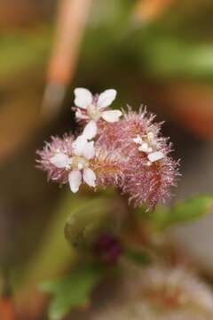 Image of Trachymene cyanopetala (F. Müll.) Benth.