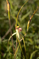 Image of Daddy-long-legs spider orchid