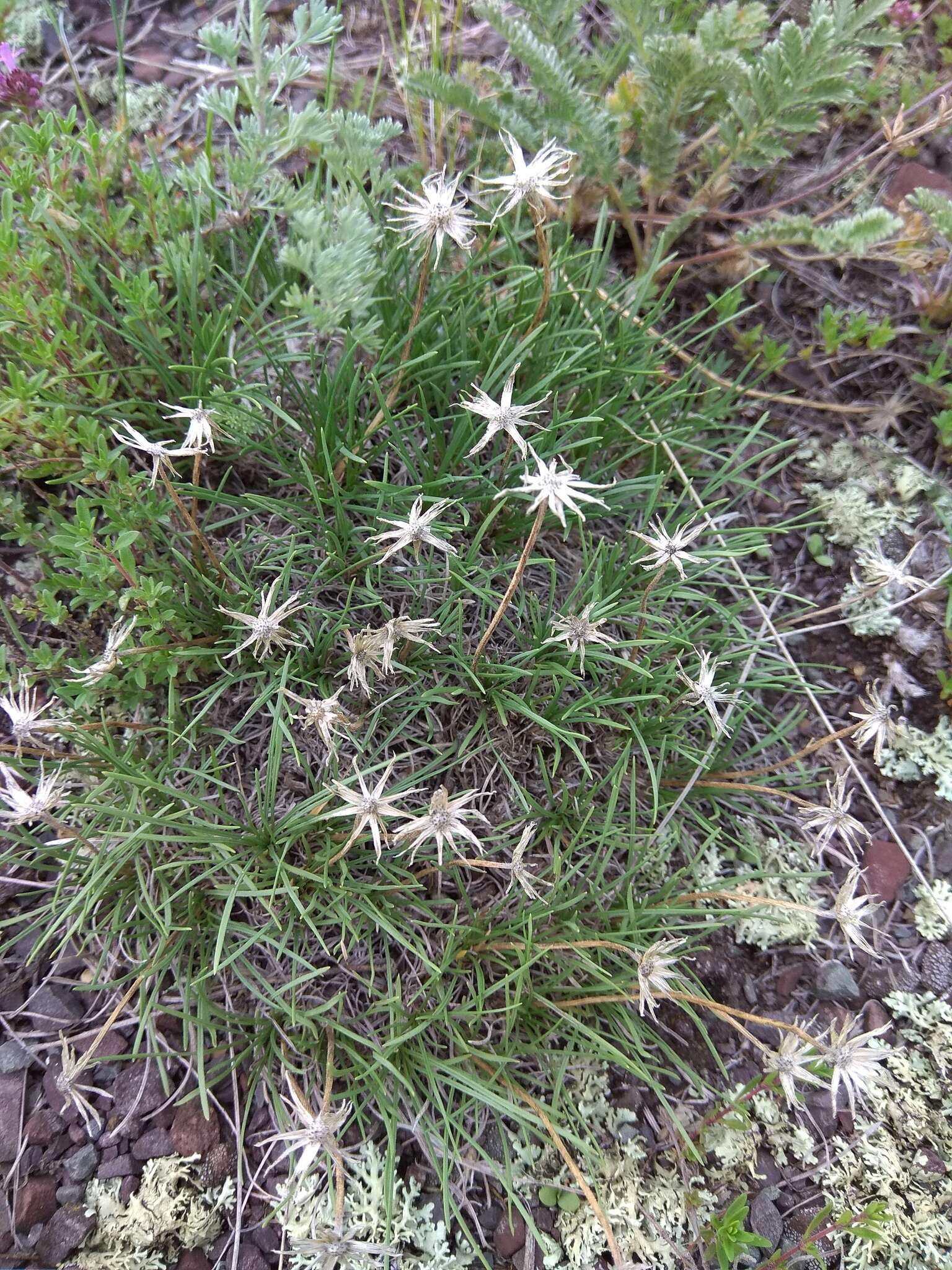 Image of Arctogeron gramineum (L.) DC.