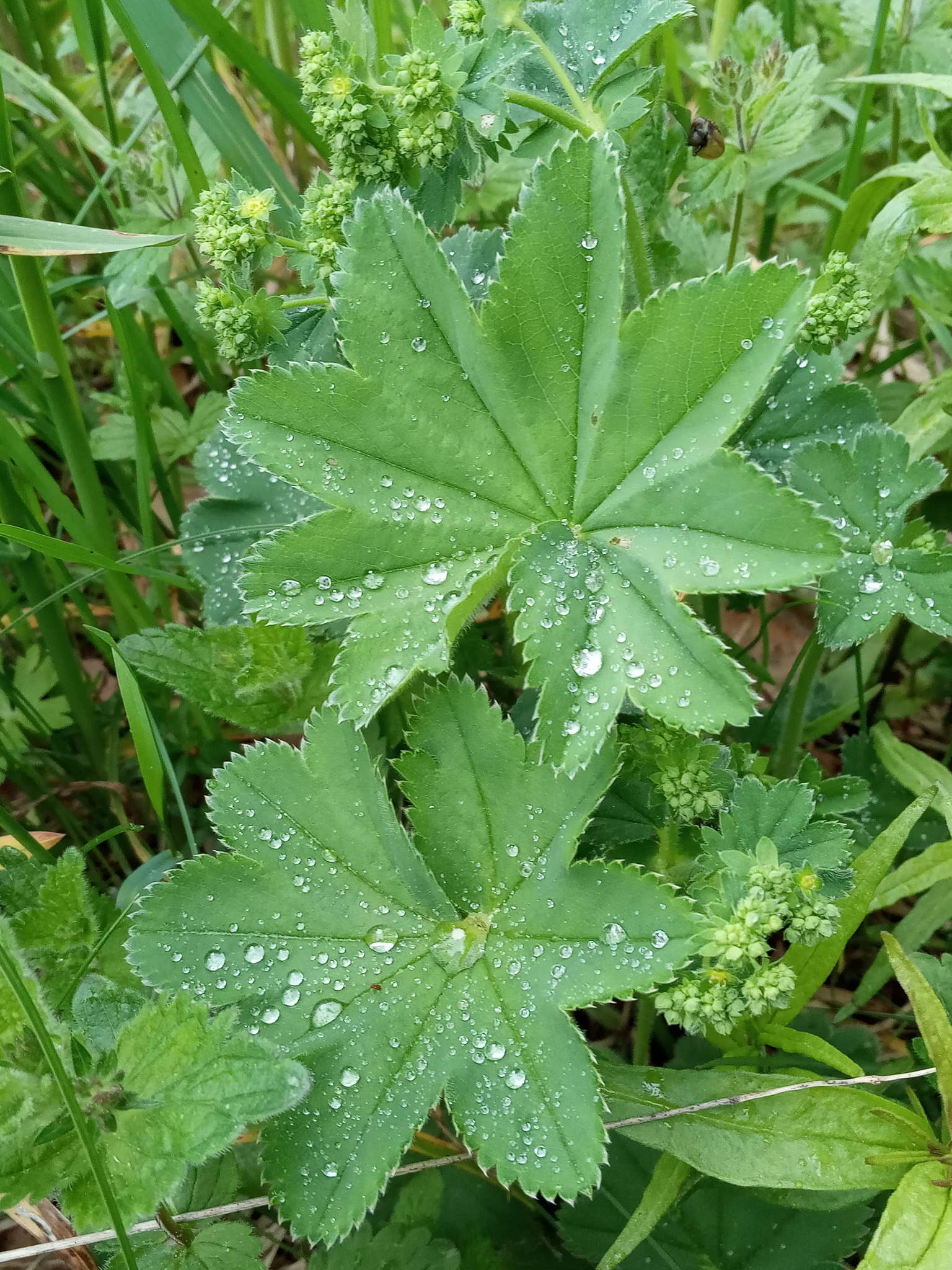 Image of hairy lady's mantle