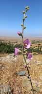 Image of Alcea digitata (Boiss.) Alef.