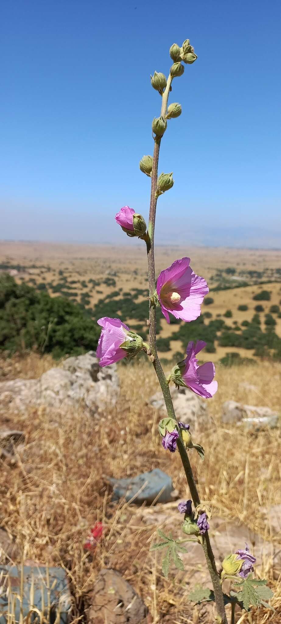 Image of Alcea digitata (Boiss.) Alef.