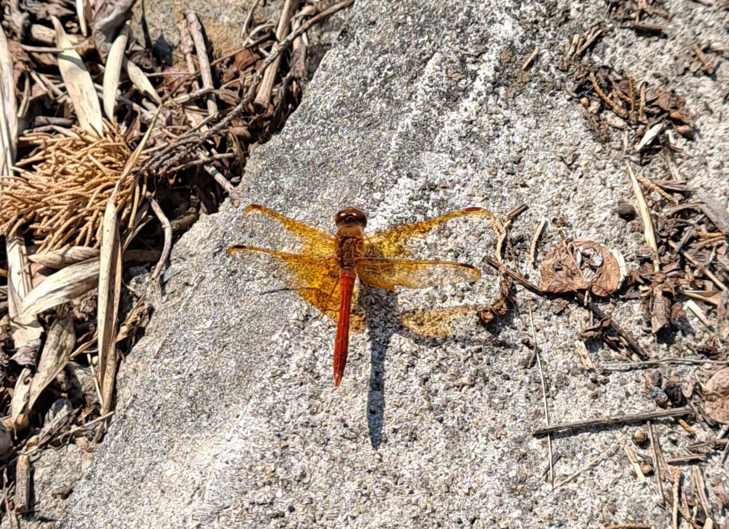 Sympetrum croceolum (Selys 1883) resmi