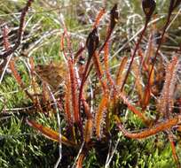 Image of Drosera arcturi Hook.