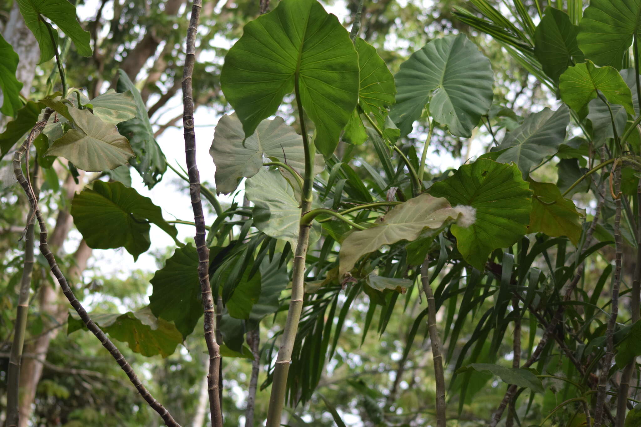 Montrichardia linifera (Arruda) Schott的圖片