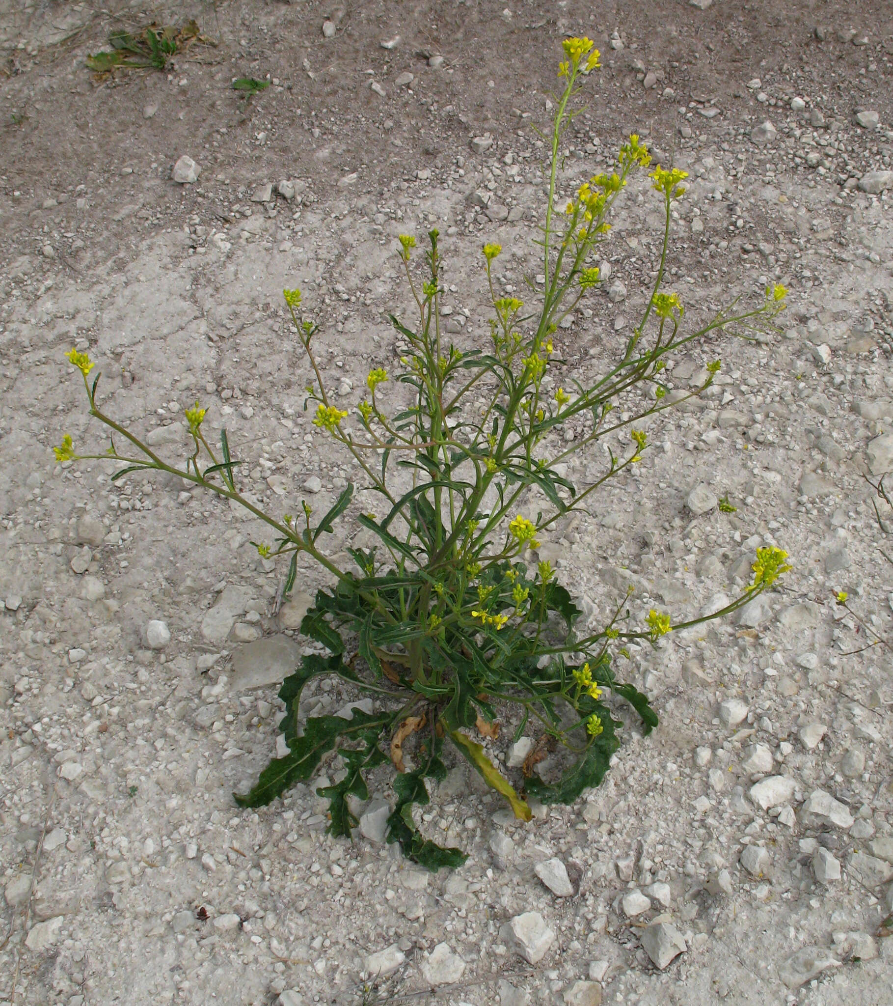 Image of Brassica elongata subsp. integrifolia (Boiss.) Breistr.