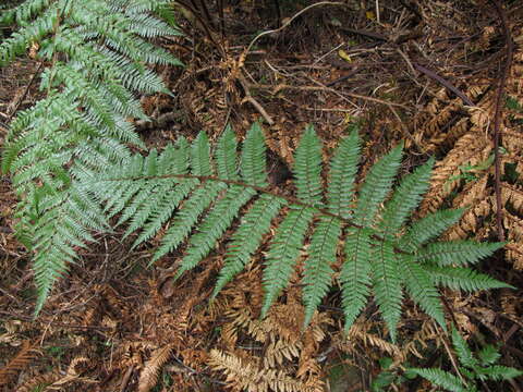 Image of Rough Tree Fern