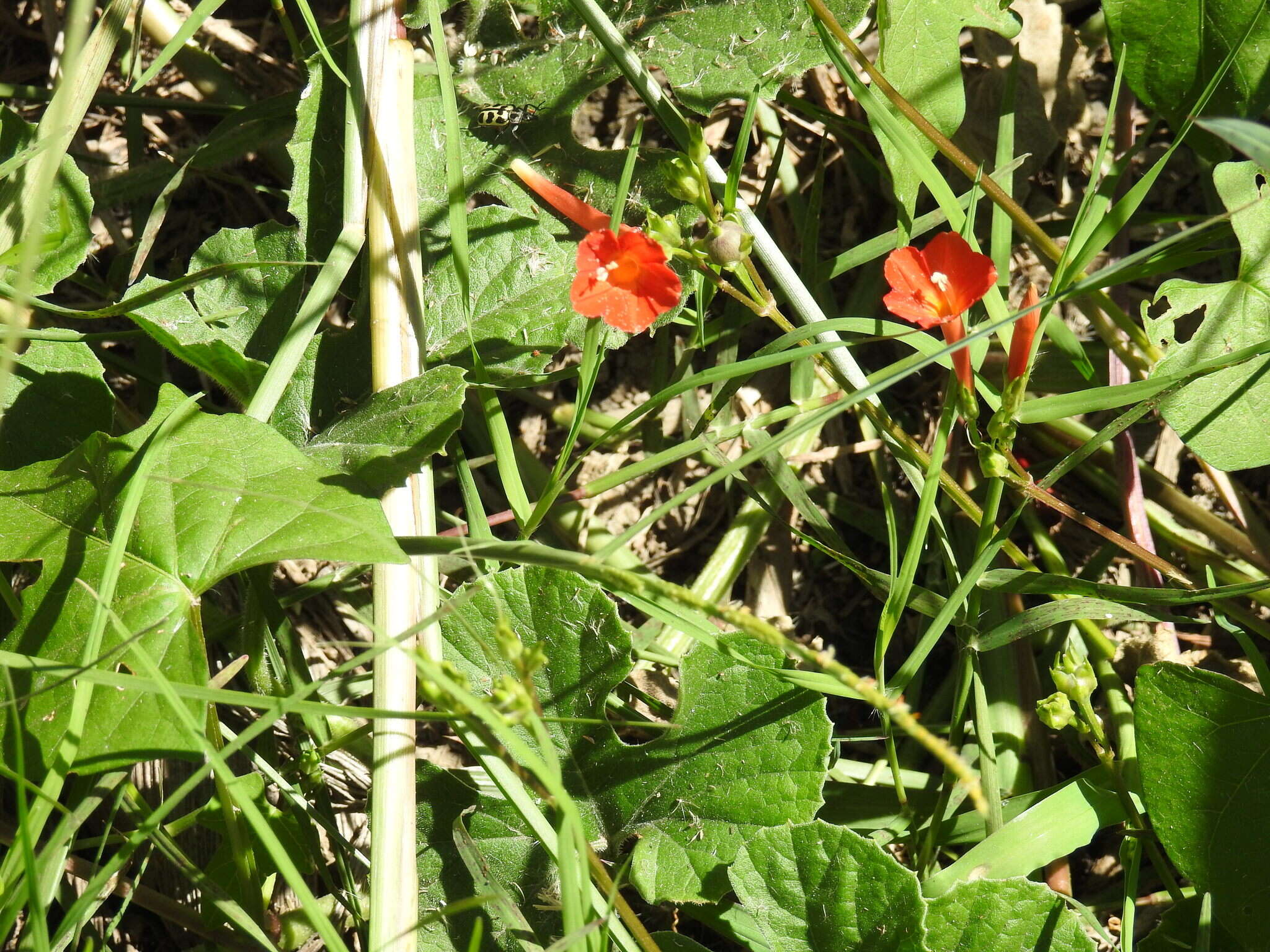 Ipomoea rubriflora O'Donell resmi