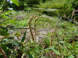 Plancia ëd Persicaria careyi (Olney) Greene