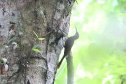 Image of Cocoa Woodcreeper