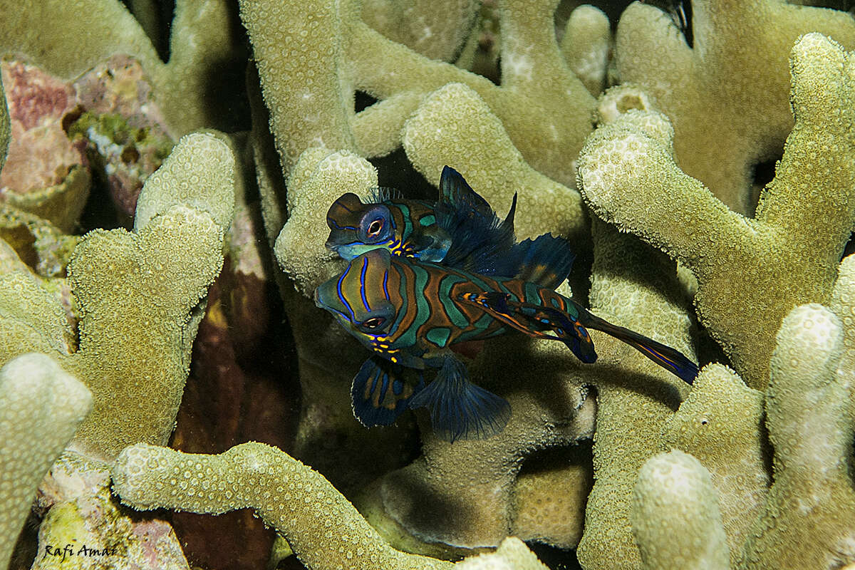 Image of Mandarinfish