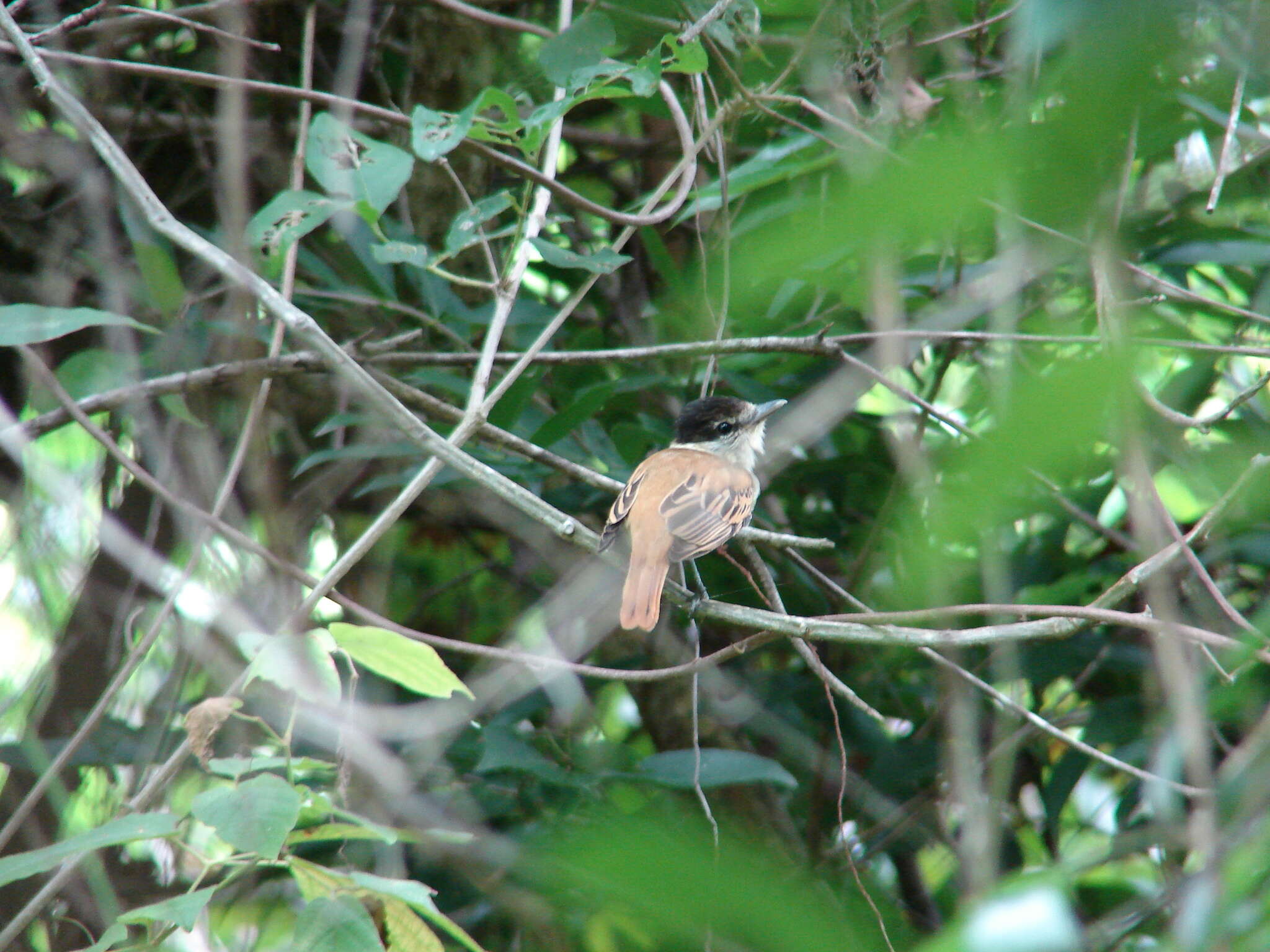 Image of Gray-collared Becard