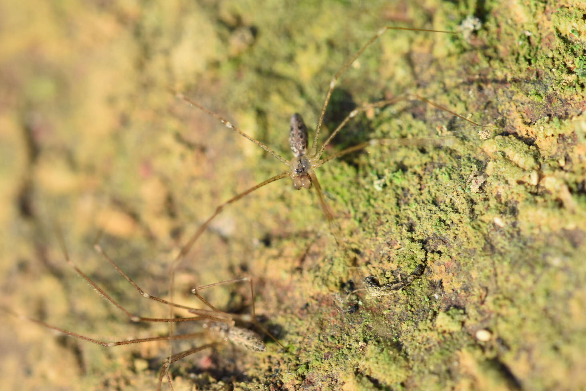 Image of Holocnemus hispanicus Wiehle 1933