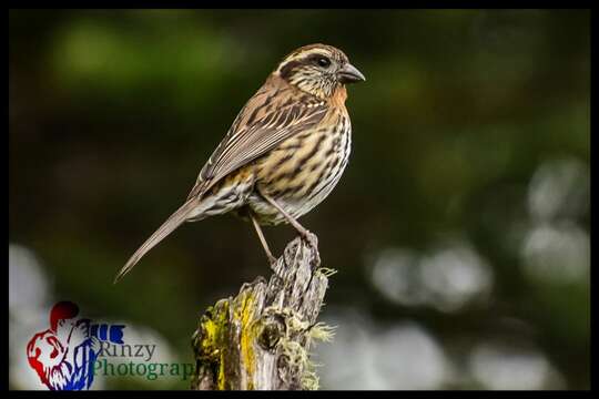 Image of Himalayan White-browed Rosefinch