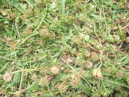 Image of clustered clover