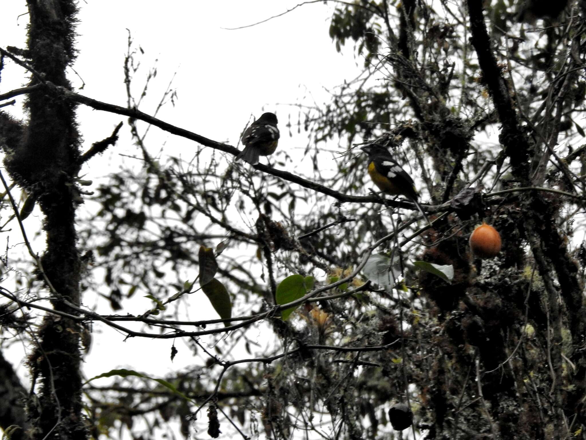 Image of Black-backed Grosbeak