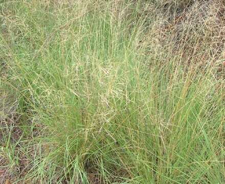 Image of African lovegrass