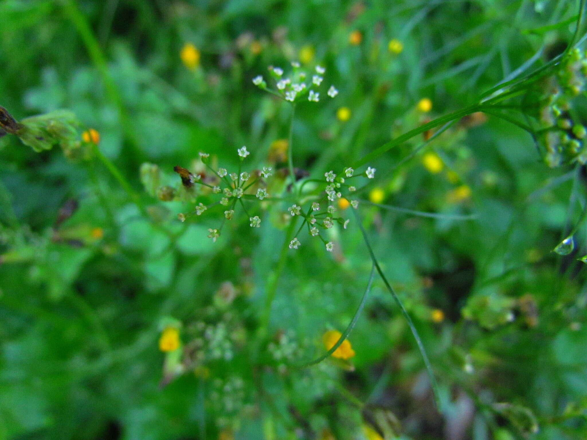 Image of <i>Cyclospermum <i>leptophyllum</i></i> var. leptophyllum