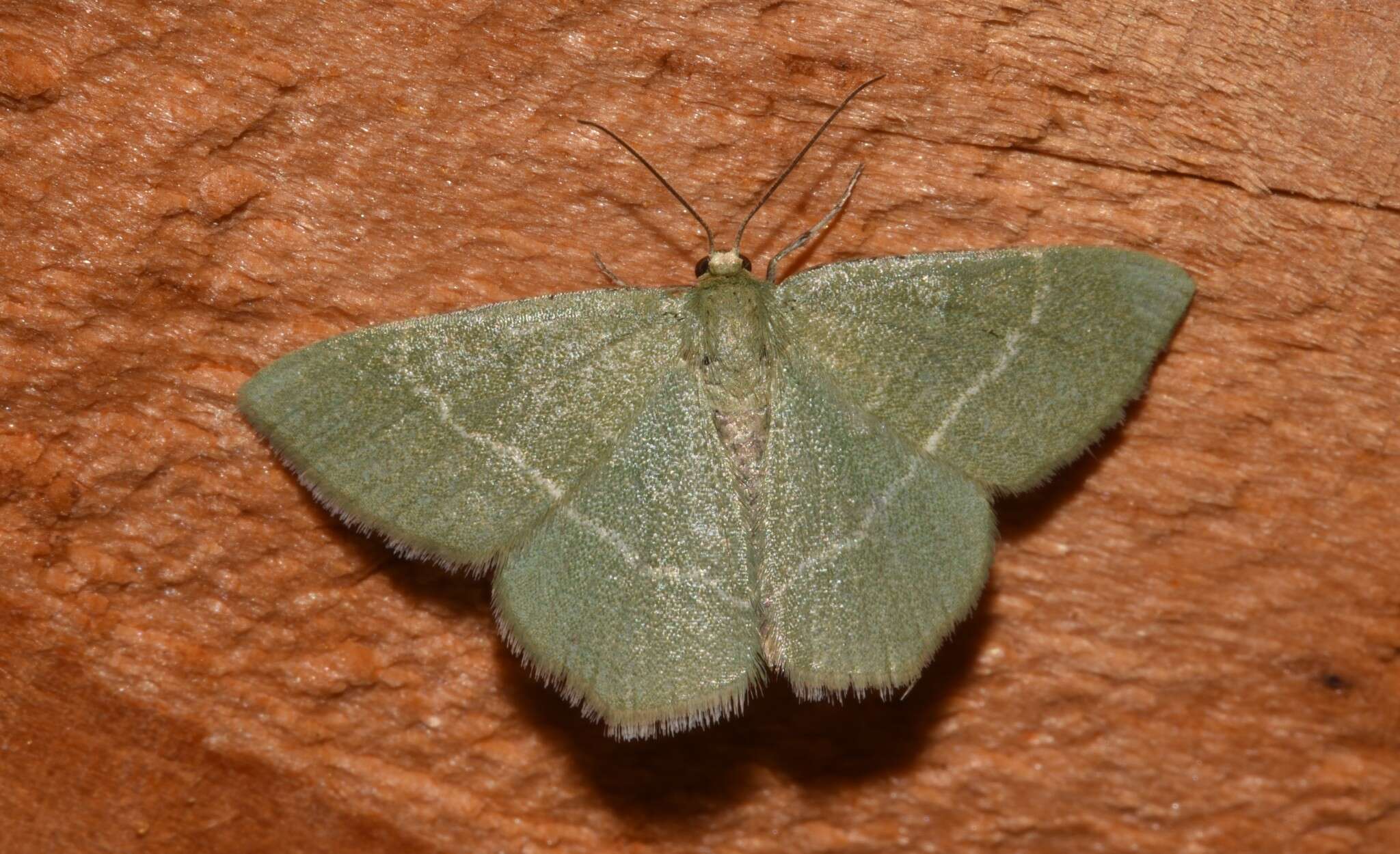 Image of southern grass emerald