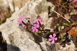 Image of Saponaria calabrica Guss.