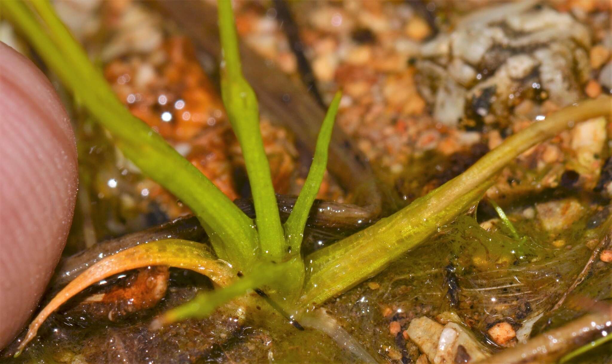 Image of Gulf Pipewort