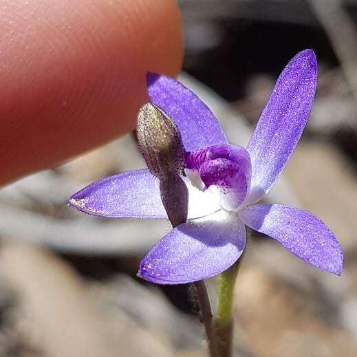 Image of Dainty blue china orchid