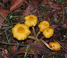 Image of Armillaria luteobubalina Watling & Kile 1978