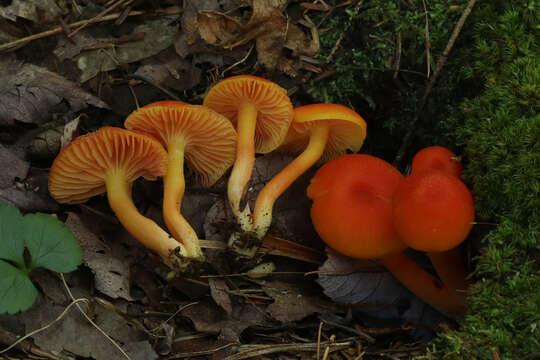 Plancia ëd Hygrocybe squamulosa (Ellis & Everh.) Arnolds 1995