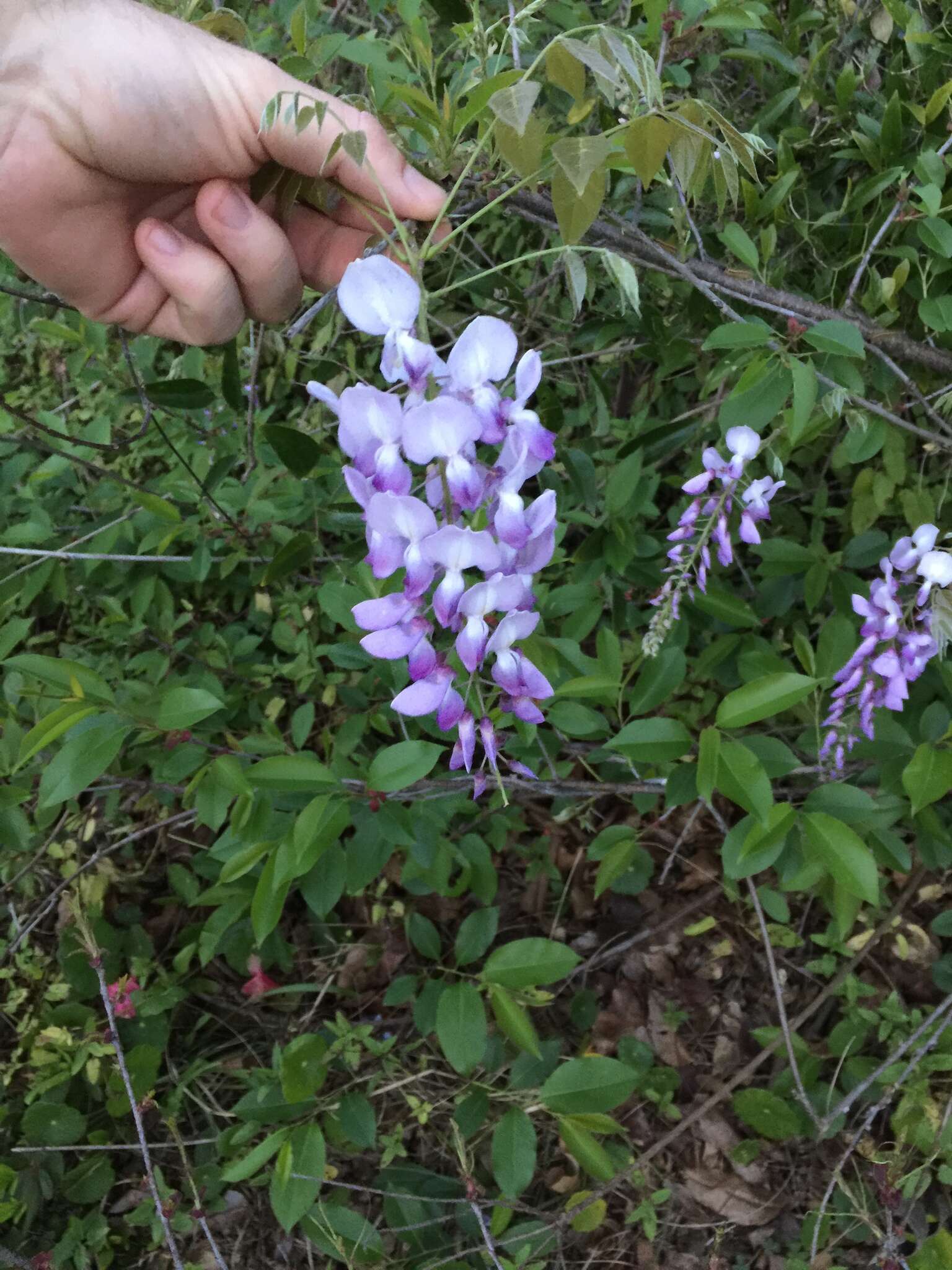 Image of American wisteria