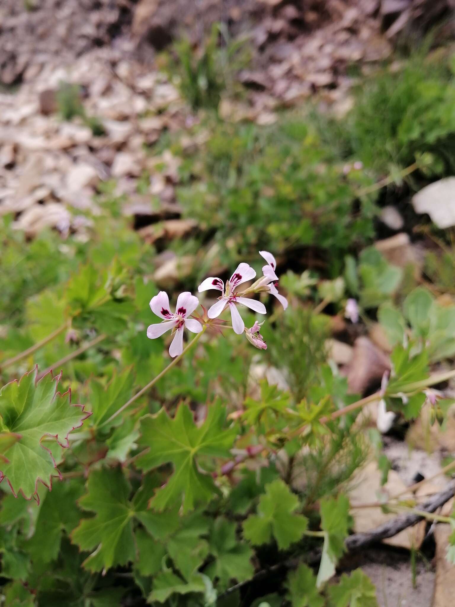 Image of Pelargonium patulum var. patulum