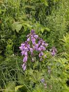 Image of Hosta sieboldii (Paxton) J. W. Ingram