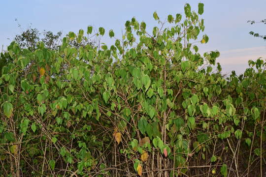 Image de Acalypha cincta Müll. Arg.